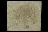 Fossil Goniatite (Anthracoceras) - Bear Gulch Limestone, Montana #130252-1